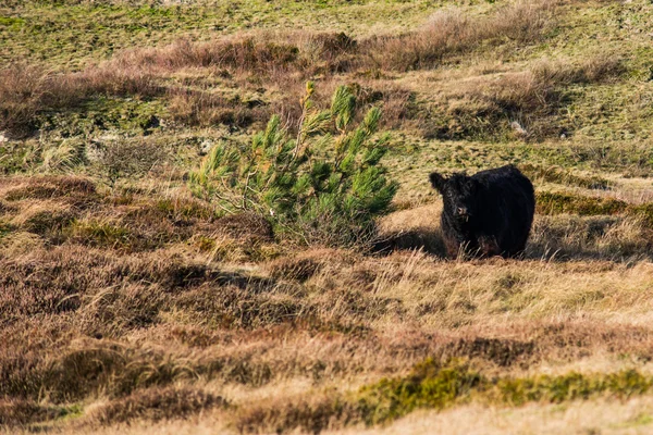 Wildvieh in den Bergen — Stockfoto