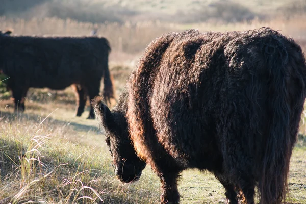 Bovini selvatici sulle colline — Foto Stock