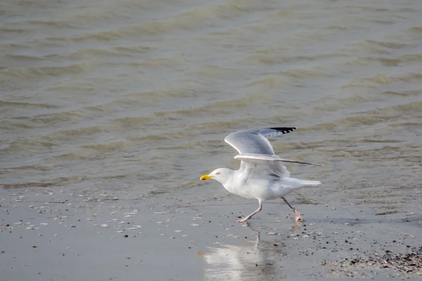 Gaviota despegando en el mar —  Fotos de Stock