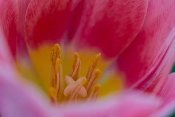 Крупним планом макро знімок тюльпана — стокове фото