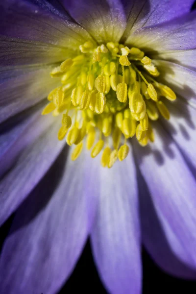 Primo piano macro colpo di fiore blu — Foto Stock