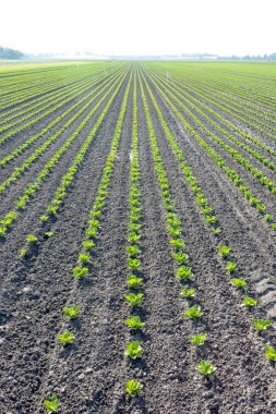 Genç bitkiler satırları