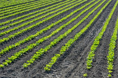 Genç bitkiler satırları