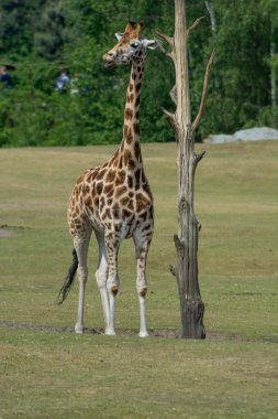 ağacın yanında durduğunu zürafa
