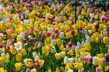 lale ile çok sayıda renk alanı