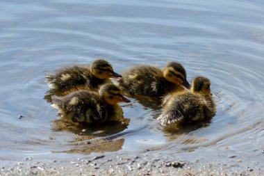 su kenarında sevimli ördek yavrusu