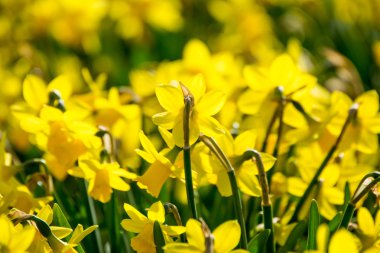 Nergis tam Bloom çok alan
