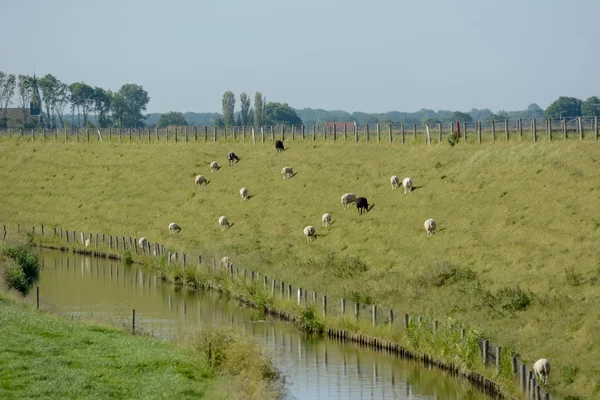 Holandská krajina s dyke a louka — Stock fotografie