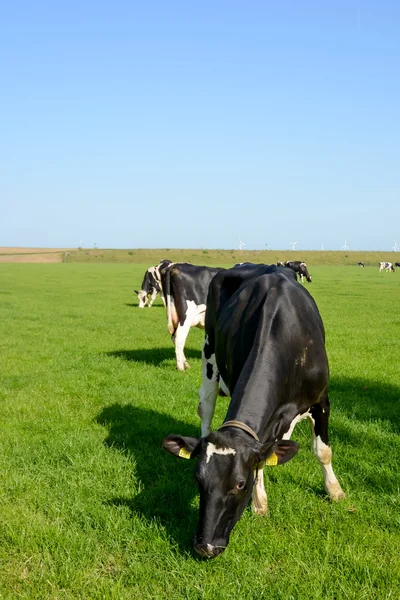 Голландские коровы на поле — стоковое фото