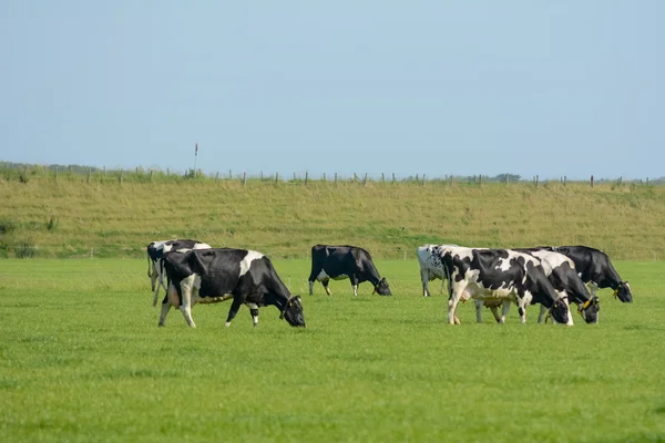 alan Hollandalı inek