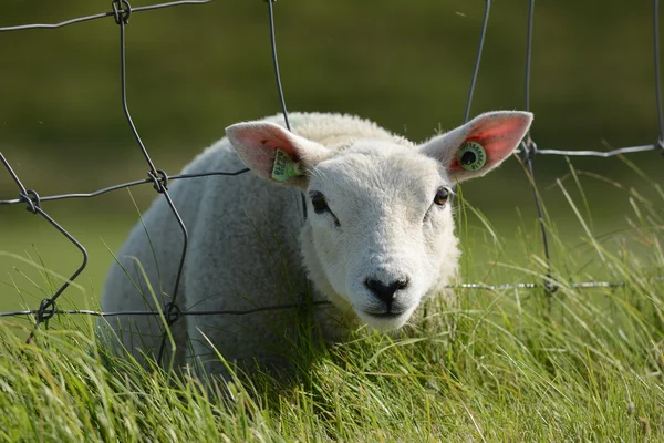 Tête d'agneau à travers la clôture — Photo