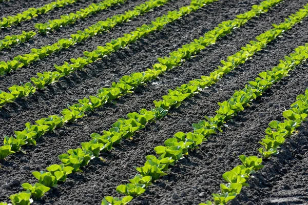 Rows of young crops — Stock Photo, Image