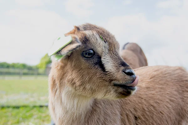 Молодые овцы на траве — стоковое фото
