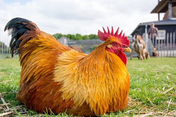 çim sahada dişi tavuk