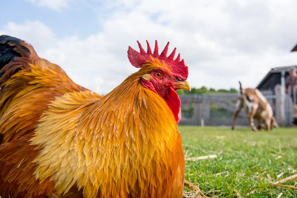 Pollo femenino en el campo de hierba — Foto de Stock