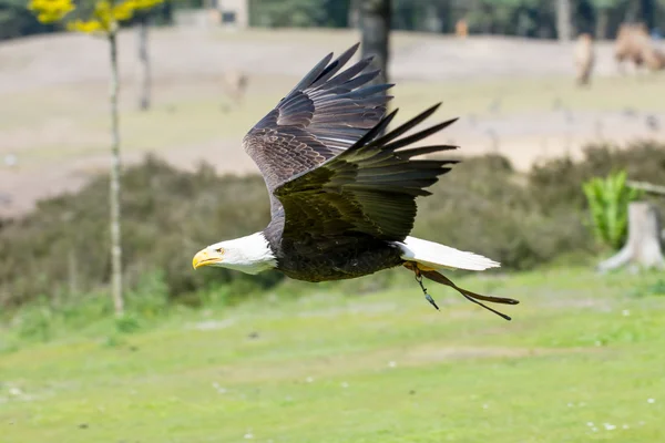 Águila calva americana en vuelo — Foto de Stock