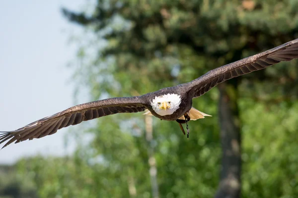 Aquila calva americana in volo — Foto Stock