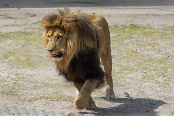 Macho león carga —  Fotos de Stock