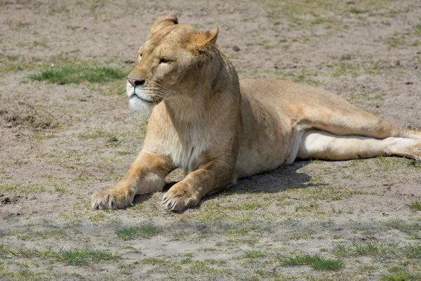 yerde yatan uyarı dişi aslan