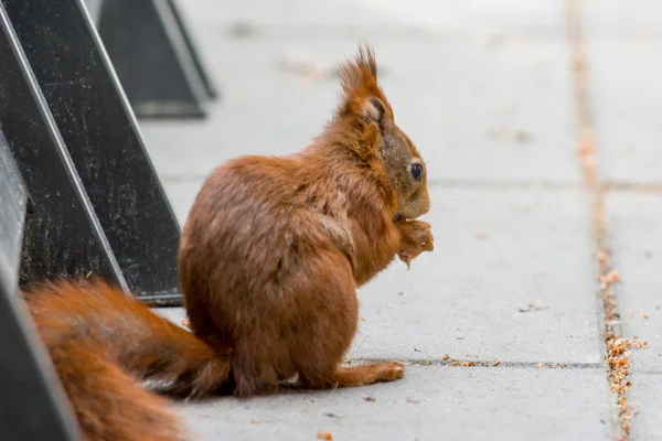 Squirrel in backyard — Stock Photo, Image
