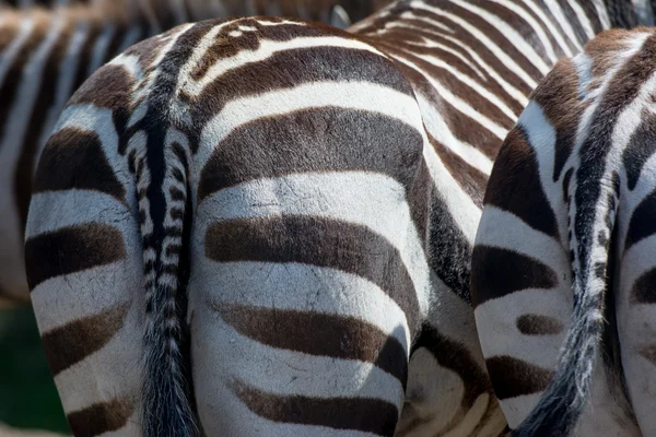 zebra popo görüntüsünü kapatmak