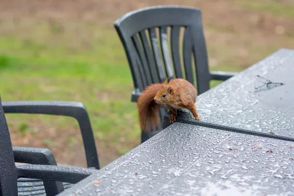 Squirrel in backyard — Stock Photo, Image