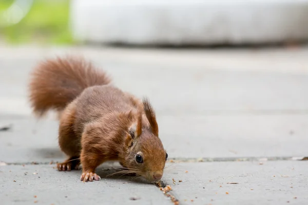 Esquilo no quintal — Fotografia de Stock