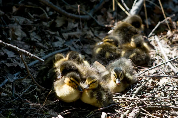 Baby ducklings — Stock Photo, Image