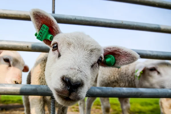 Testa di agnello attraverso recinzione — Foto Stock
