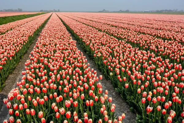 Pola tulipanów z błękitnego nieba — Zdjęcie stockowe