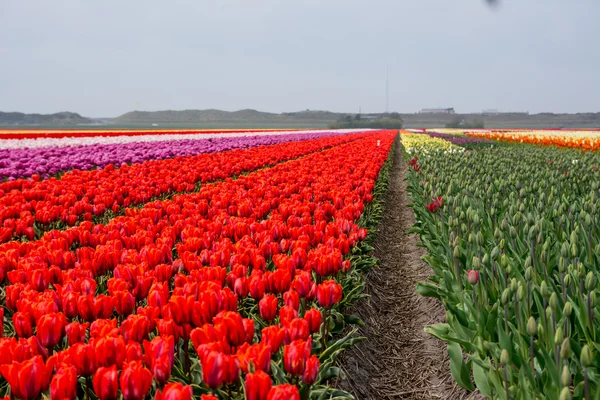 Pola tulipanów z błękitnego nieba — Zdjęcie stockowe
