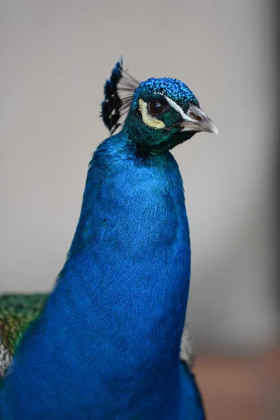 Peacock head — Stock Photo, Image