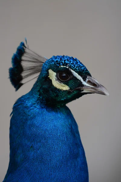 Peacock head — Stock Photo, Image