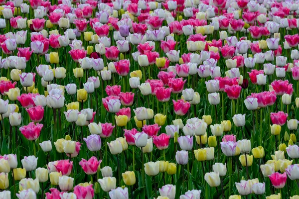 Pola tulipanów w wielu kolorach — Zdjęcie stockowe