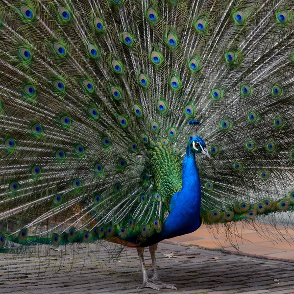 Peacock showing feathers — Stock Photo, Image