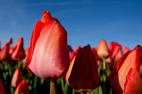 Field of tulips with a blue sky — Stock Photo, Image