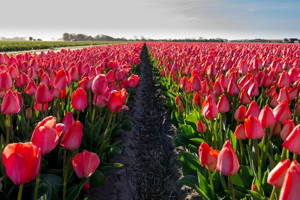 Fältet tulpaner med en blå himmel — Stockfoto