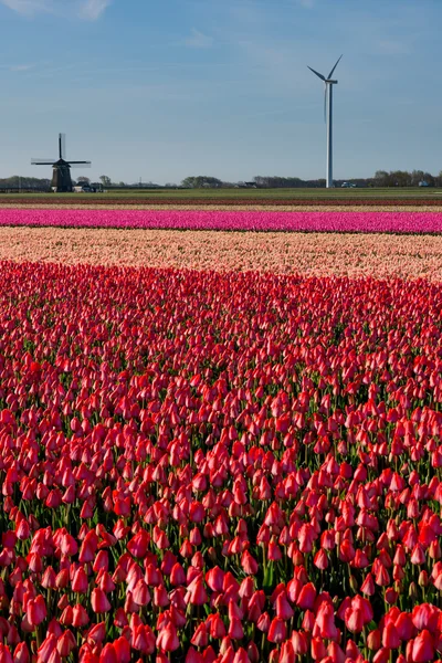 Gebied van tulpen met een blauwe hemel — Stockfoto