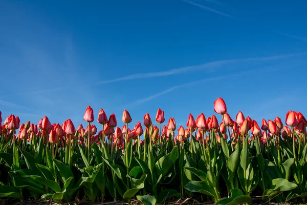 Fältet tulpaner med en blå himmel — Stockfoto