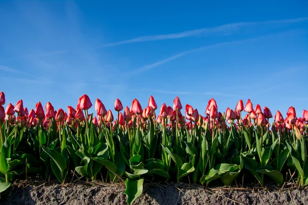 Fältet tulpaner med en blå himmel — Stockfoto