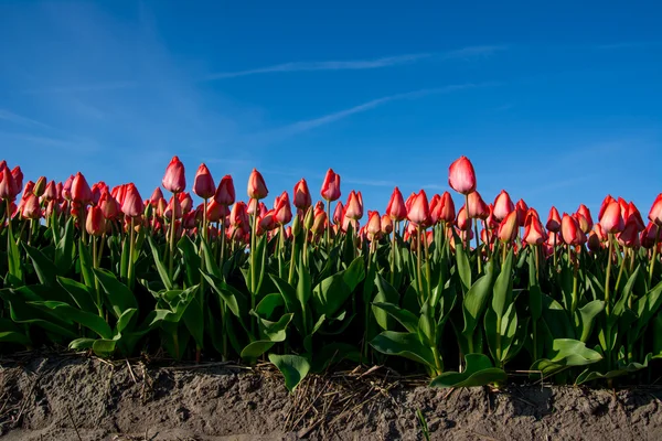 Fältet tulpaner med en blå himmel — Stockfoto