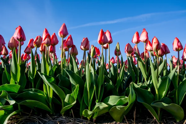 Fältet tulpaner med en blå himmel — Stockfoto