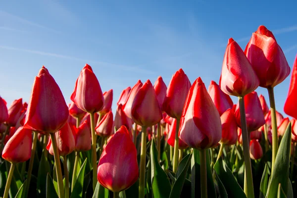 Fältet tulpaner med en blå himmel — Stockfoto