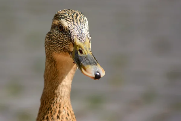 Lindos patitos en el borde del agua — Foto de Stock