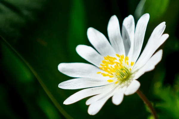 Isolated white flower — Stock Photo, Image
