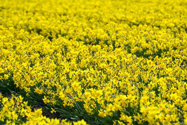 Mooie veld van narcissen in volle bloei — Stockfoto