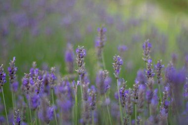 Lavanta sığ odak alanı