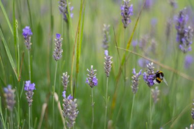 Lavanta sığ odak alanı