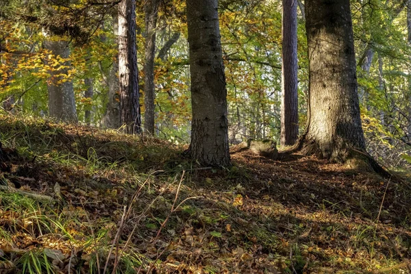 Szwecja Słoneczny Poranek Jesiennym Lesie — Zdjęcie stockowe
