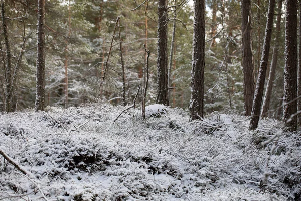 スウェーデンだ 春の森の雪に覆われた低木 — ストック写真